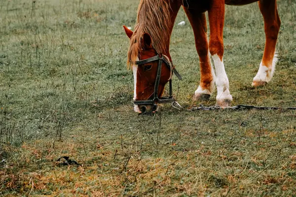 Kırsal kesimde sabahın erken saatlerinde sisli bir tarlada at otluyor.