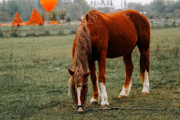 Kırsal kesimde sabahın erken saatlerinde sisli bir tarlada at otluyor.