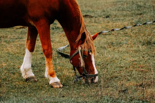 Kırsal kesimde sabahın erken saatlerinde sisli bir tarlada at otluyor.