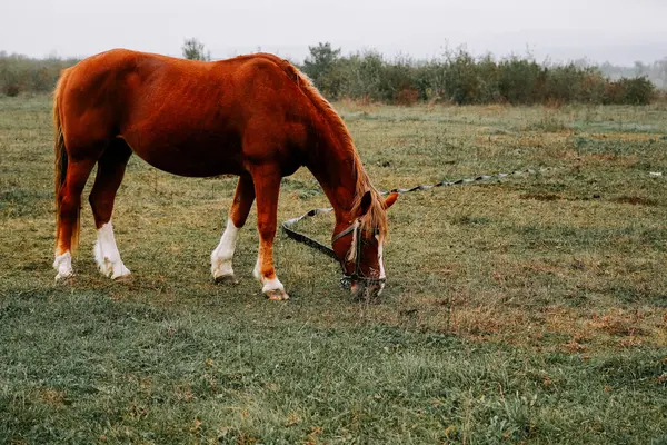 Kırsal kesimde sabahın erken saatlerinde sisli bir tarlada at otluyor.