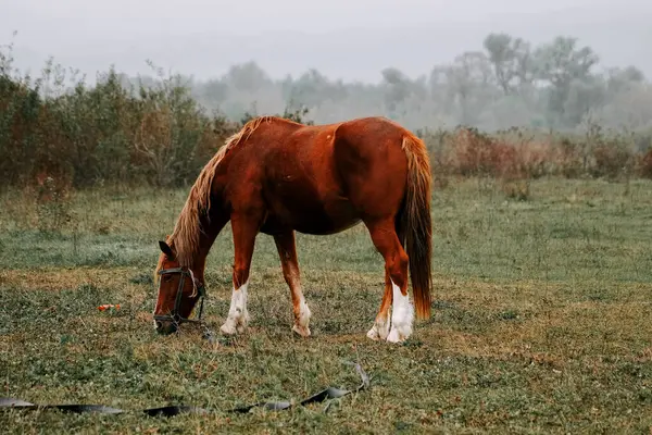 Kırsal kesimde sabahın erken saatlerinde sisli bir tarlada at otluyor.