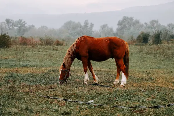 Kırsal kesimde sabahın erken saatlerinde sisli bir tarlada at otluyor.