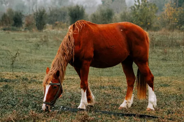 Kırsal kesimde sabahın erken saatlerinde sisli bir tarlada at otluyor.