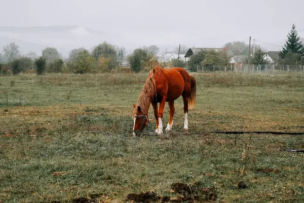 Kırsal kesimde sabahın erken saatlerinde sisli bir tarlada at otluyor.
