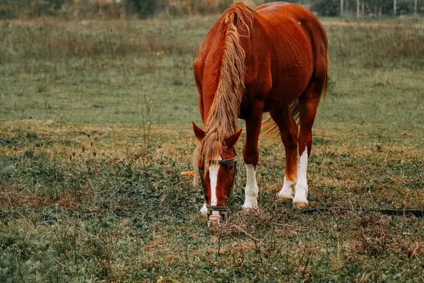 Kırsal kesimde sabahın erken saatlerinde sisli bir tarlada at otluyor.