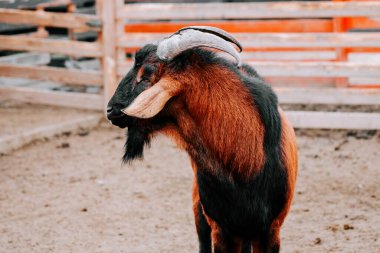 Diğer keçiler gündüzleri yakınlarda dinlenirken, keçi çiftlikte yürüyor.