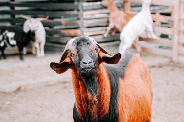 Diğer keçiler gündüzleri yakınlarda dinlenirken, keçi çiftlikte yürüyor.