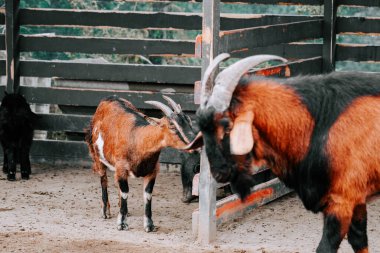 Diğer keçiler gündüzleri yakınlarda dinlenirken, keçi çiftlikte yürüyor.