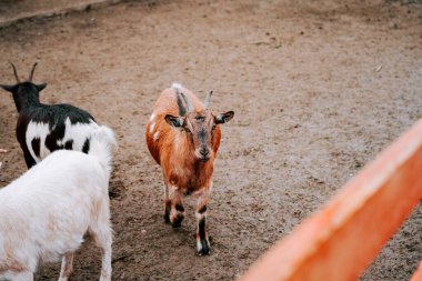 Diğer keçiler gündüzleri yakınlarda dinlenirken, keçi çiftlikte yürüyor.