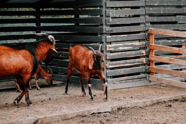 Diğer keçiler gündüzleri yakınlarda dinlenirken, keçi çiftlikte yürüyor.