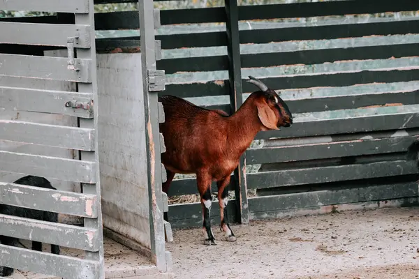 Diğer keçiler gündüzleri yakınlarda dinlenirken, keçi çiftlikte yürüyor.