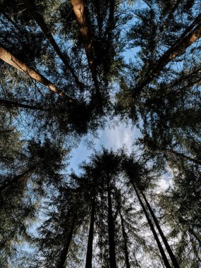 Uzun ağaçlar, sakin bir ormanda parlak mavi bir gökyüzüne karşı doğal bir gölgelik oluşturur.