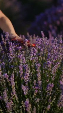 Yaz güneşinde lavanta tarlasından hoşlanan kadın şapka ve beyaz elbise giyiyor.