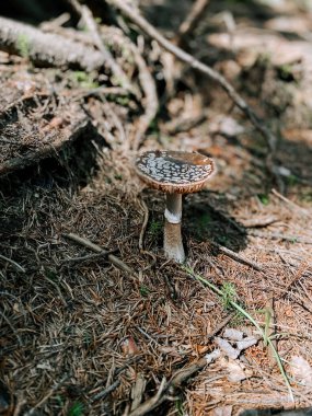 Mantar, sonbaharda çam iğneleri ve kökleri arasında gün ışığında orman zemininde büyüyor.