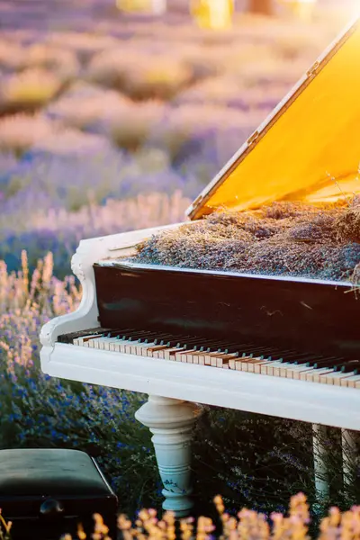 Öğleden sonra, sıcak güneş ışığı altında, lavanta tarlasına daldırılmış piyano.