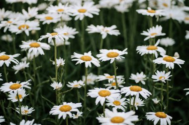 İlkbaharda yumuşak güneş ışığı altında açan canlı papatya tarlaları.