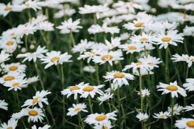 Baharın sonlarında yemyeşil bir çayırda açan canlı beyaz papatyalar.