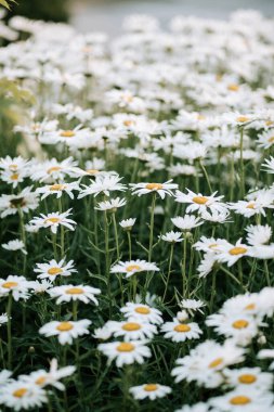Bereketli beyaz papatya tarlaları parlak güneş ışığı altında serin bir bahçede çiçek açıyor.