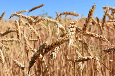 field with ears of ripe wheat on the background of the blue sky