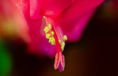 Macro shot of beautiful pink Schlumbergera Truncata ( Christmas Cactus )