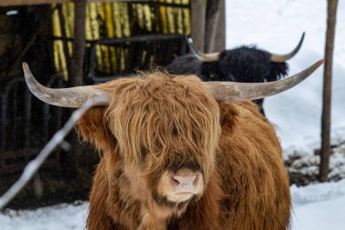 scottish highland cow in thuringian forest germany with snow