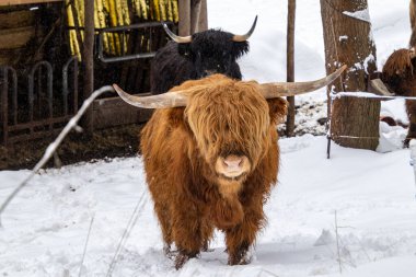 scottish highland cow in thuringian forest germany with snow