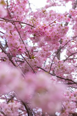 Güzel pembe çiçek açan kiraz çiçekleri baharda