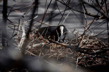 Avrasya ördeği yuvasında (karanlık ton))