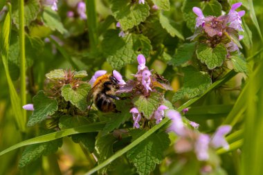 Arı nektar topluyor ve çiçeğin diğer tarafında bir örümcek oturuyor.