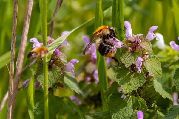 Macro Shot Bee Blossom Collecting Nectar — Stock Photo, Image
