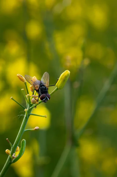 Close Fly Sitting Rapeseed Field — Stock Photo, Image
