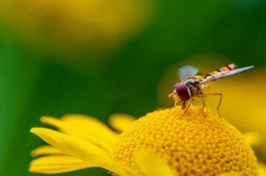 Bir hoverfly (Syrphidae) makro görüntüsü, sarı-yeşil bulanık arkaplan ile güzel sarı bir çiçek mola alır