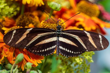 Makro Zebra Vuruşu Uzun Kanatlı Kelebek Heliconius renkli arkaplanlı güzel çiçeklere dokunuyor