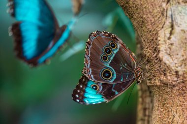 Mavi Morpho Kelebeği Morpho, arka planda uçan kelebek ile ağaçta oturuyor.