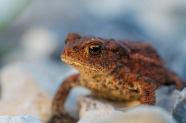 Bu güzel kurbağalar gün batımında Danimarka 'nın kum tepelerinde bulunabilir. Onlardan biri için Macro Shot portresi..