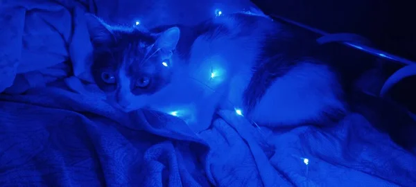 Gato Com Uma Guirlanda Azul — Fotografia de Stock