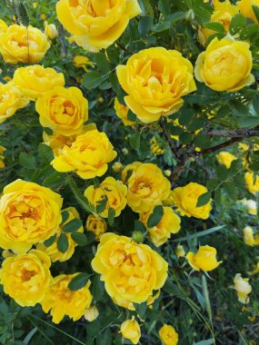 Bahçedeki güzel sarı çiçekler