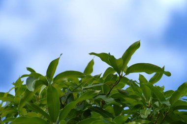 Mango Tree Leaves With Sky Backdrop
