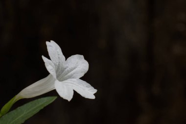 White Mexican Petunia-White Katie Flower
