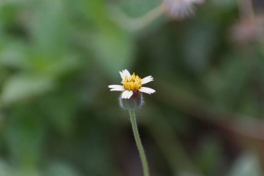 Yalnız Odaklı Tridax Daisy