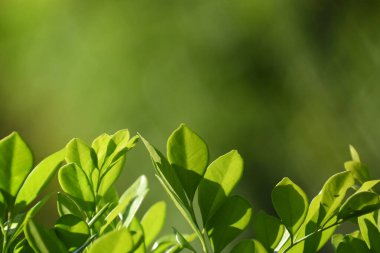 Sunlit Sahte Portakal Yaprakları Yeşillik Arkaplanıyla