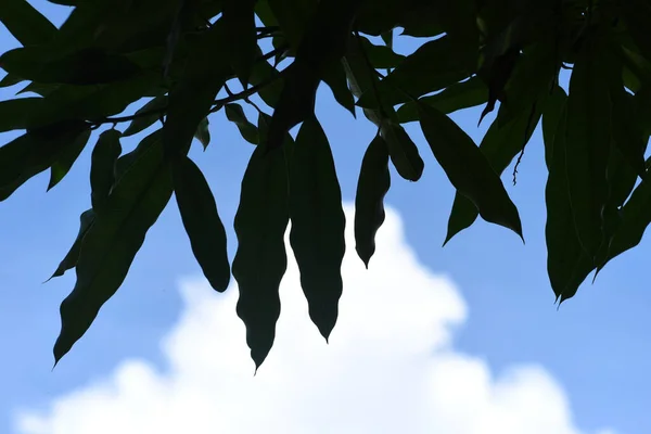 Mango Tree Leaves Shade with Sky and Cloud Backdrop