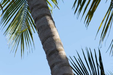 Yaprak Çerçeve ve Gökyüzü Arkaplanlı Hindistan cevizi Palm Bagajı