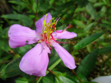 purple flowers just bloomed in the morning