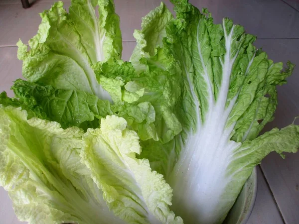 Fresh Romaine lettuce or green Cos Lettuce in bowl