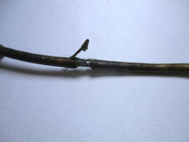 photo of a cable that has been peeled off