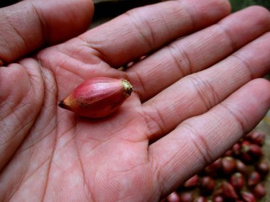 İnsan eliyle tutulan kırmızı soğan.