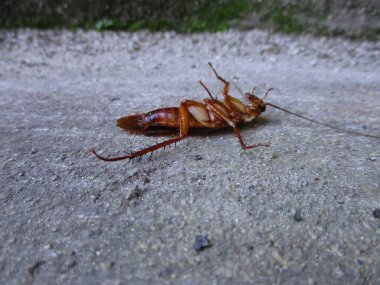 Hamamböceği baş aşağı yerde.                                