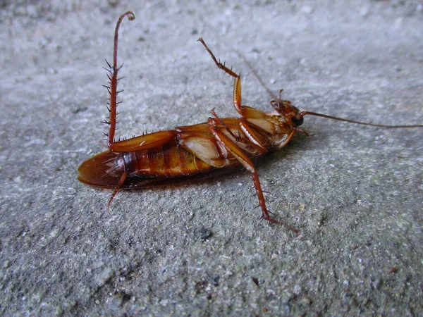 Cockroach Upside Floor — Stock Photo, Image