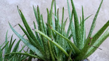Bir saksının içindeki aloe vera bitkisinin portresi.